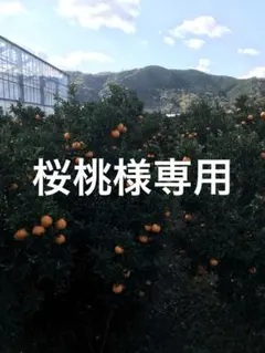 柑橘同梱