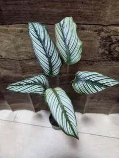 さくなつ様 リクエスト 3点 まとめ商品