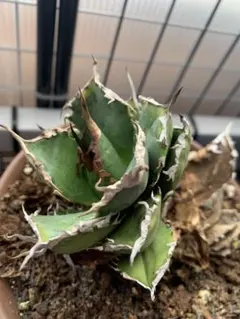 アガベ　チタノタ　胴切り子株