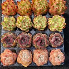 よ*う様 4種類セット　E0014×16苗　土付き 多肉植物 エケベリア 韓国苗