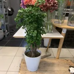 大特価！ラスト1鉢！ポリシャス ロベル 苗 苗木 観葉植物 7号鉢 - メルカリ