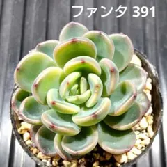 ファンタ 391 エケベリア 多肉植物 抜き苗