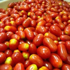 PIZZA様専用4.8キロクール