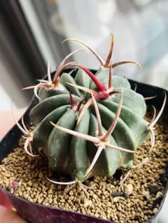 サボテン ホマロケファラ 黒刺狂刺王綾波×モンスト綾波 種子 20粒