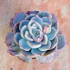 2026年最新】ブルーサプライズ 多肉の人気アイテム - メルカリ