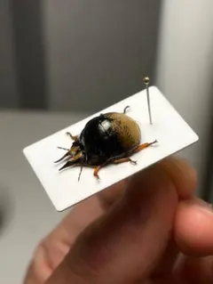 純白】マッシロキリアツメ キリアツメ 昆虫標本 ゴミムシダマシ
