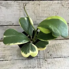 現品⑧1株　ホヤカーリー　ハートホヤ　斑入り 斑入り葉　多肉植物　観葉植物のサムネイル