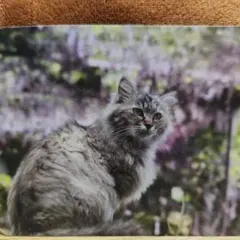 Item thumbnail for item d309d523-d65b-49c5-8d4a-c6b8eaf71a71