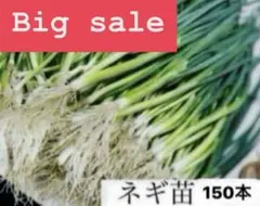 2026年最新】ネギ苗の人気アイテム - メルカリ
