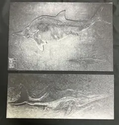 立体印刷　ステノプテリギウス　セット