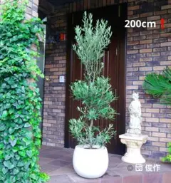 オリーブの木,植物/観葉植物 シプレッシーノ『特大、綺麗な樹形。樹高