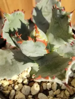 2026年最新】プリンセスクラウン アガベの人気アイテム - メルカリ