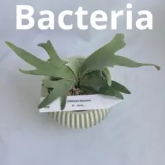 【第四種郵便】P. Willinckii Bacteria (TC)【41】のサムネイル