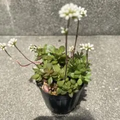 紅稚児 多肉植物 抜き苗 - メルカリ