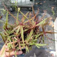 astrid420様 リクエスト 2点 まとめ商品