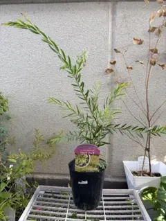 【観葉植物】アカシア・テレサ(ミモザ、アカシア矮性種)鉢ごと発送