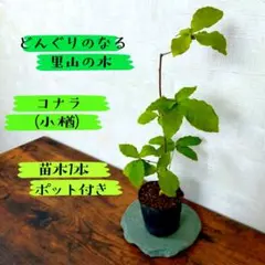 【セール品/どんぐりのなる里山の木】コナラ(小楢)の苗木1本 ポット付きのサムネイル