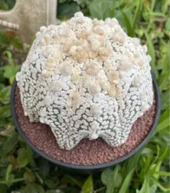 国内実生 スーパー兜 ヒトデ 温室管理（全幅12.5cm×全高6cm）特大株