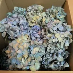 紫陽花ドライフラワー AB品 B1 90サイズ 北海道産 - メルカリ