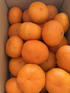 みぽっつ様専用