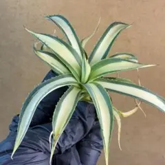 2026年最新】アガベ ブルーグローの人気アイテム - メルカリ