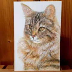色鉛筆画　手描き　猫さん
