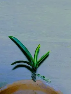 2026年最新】富貴蘭 本の人気アイテム - メルカリ