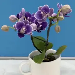 2026年最新】ミディ胡蝶蘭の人気アイテム - メルカリ