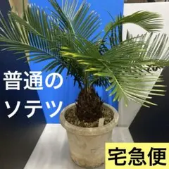 2026年最新】大きいソテツの人気アイテム - メルカリ