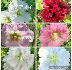 タチアオイ 種 8種類 mix 50粒前後