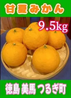 甘夏 約9.5kg 約25個 農薬・化成肥料一切なし【自然農】徳島美馬つるぎ町のサムネイル