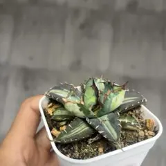 2025年最新】厳竜錦の人気アイテム - メルカリ