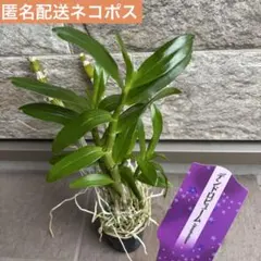 抜き苗　デンドロビウム　デンドロビュームのサムネイル