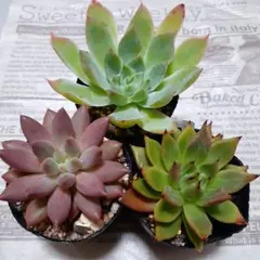 断捨離り子❣️『プロフ必読』様 リクエスト 3点 まとめ商品