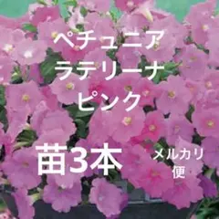 ポットごと発送】桃色×3ポット 八重咲き ポーチュラカ ピンク | Mercari
