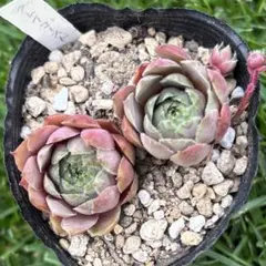 センペルビウム【ラベンダーレース】多肉植物 - メルカリ