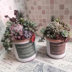 そのまま飾れる多肉植物の寄せ植え　2つセット