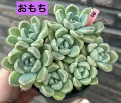 お*中様 ㊶【札付き】あんず❣️ 発根済!つぶつぶ屋さん ネコポス送料