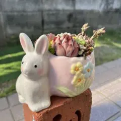 ♥多肉植物♥そのまま飾れる寄せ植え♥茶トラねこちゃん~♥ - メルカリ