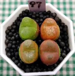 mrk様 リクエスト 2点 まとめ商品