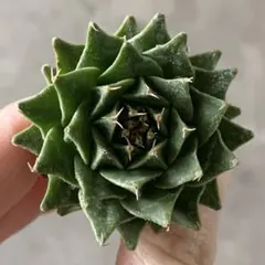 2026年最新】サボテン、の人気アイテム - メルカリ