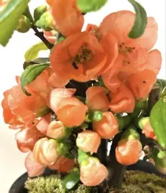 木瓜(ボケ)・放春花 安田錦 6寸(咲分け保証品)② - メルカリ