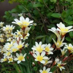 ＬＥＯＮ様 リクエスト 2点 まとめ商品