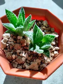 2025年最新】ハオルチアの人気アイテム - メルカリ