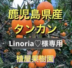 （鹿児島県産）Linoria♡様専用 タンカン4〜4.5k いちき串木野市産