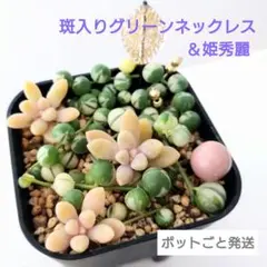 斑入りグリーンネックレス 姫秀麗 ポットごと発送 チャーム付き 多肉 寄せ植え
