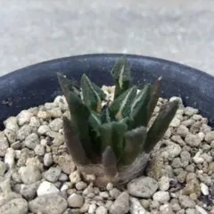 亀甲牡丹 実生 鉢植え メルカリ便送料込み ☆サボテン 亀甲牡丹 自家繁殖苗 実生 - メルカリ