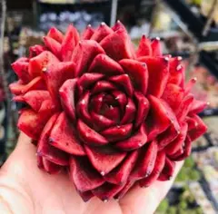 メデューサ 抜き苗 2.5号鉢 群生株 多肉植物 アエオニウム 1鉢分全部