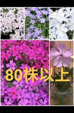 芝桜 6種類　ランダム　80株　小苗　根付き　ネコポスのサムネイル