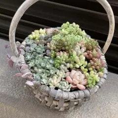 多肉植物 そのまま飾れる寄せ植え❁⃘*.゜リメ缶3点セット❀.*・゜